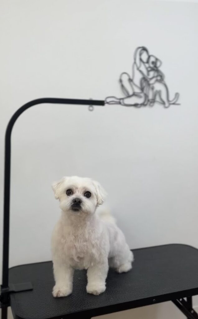 B de Bimba | Peluquería Canina - Peluquero de mascotas en Almería