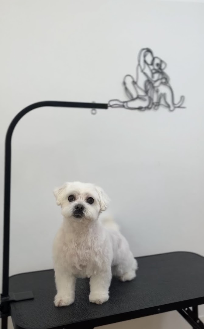 B de Bimba | Peluquería Canina - Peluquero de mascotas en Almería