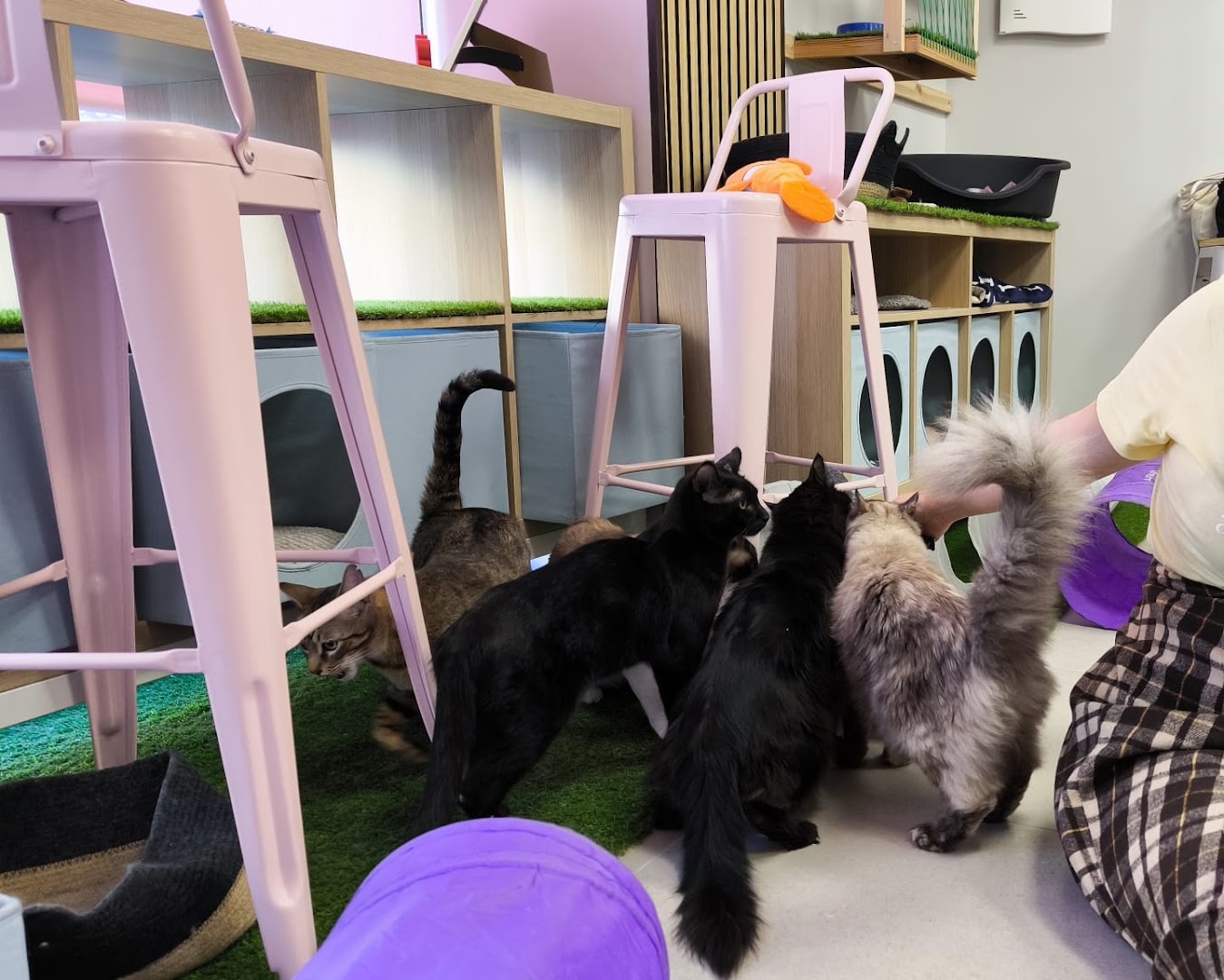 Cat lovers (Gatoteca) -  en Huércal de Almería