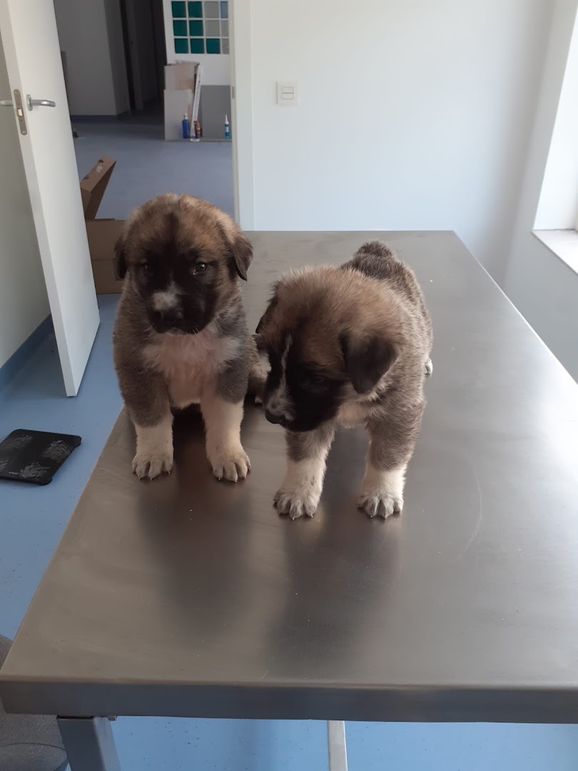 Centro Veterinario El Taray - Veterinario en Aguadulce