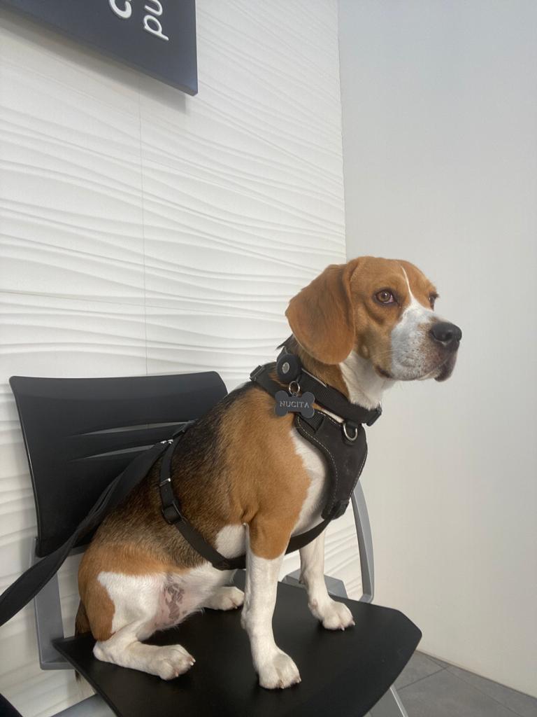 Centro Veterinario Puerta de Purchena - Veterinario en Almería