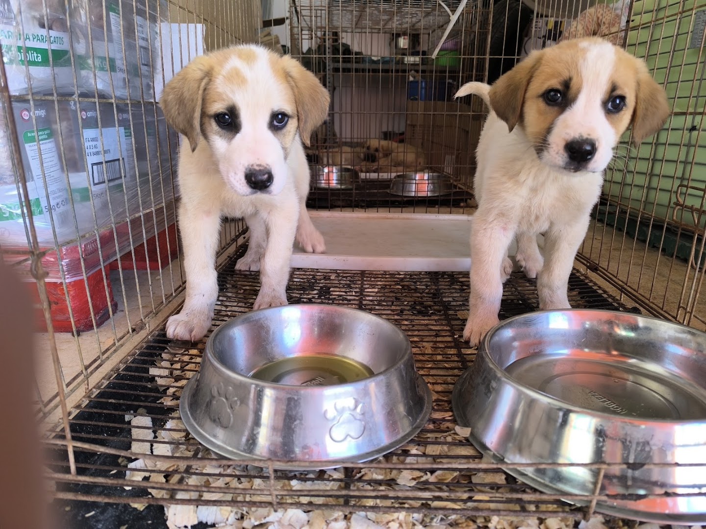 Centro Zoosanitario Municipal de Almería/Centro de protección y adopción animal de Almería a - Refugio para animales en Almería