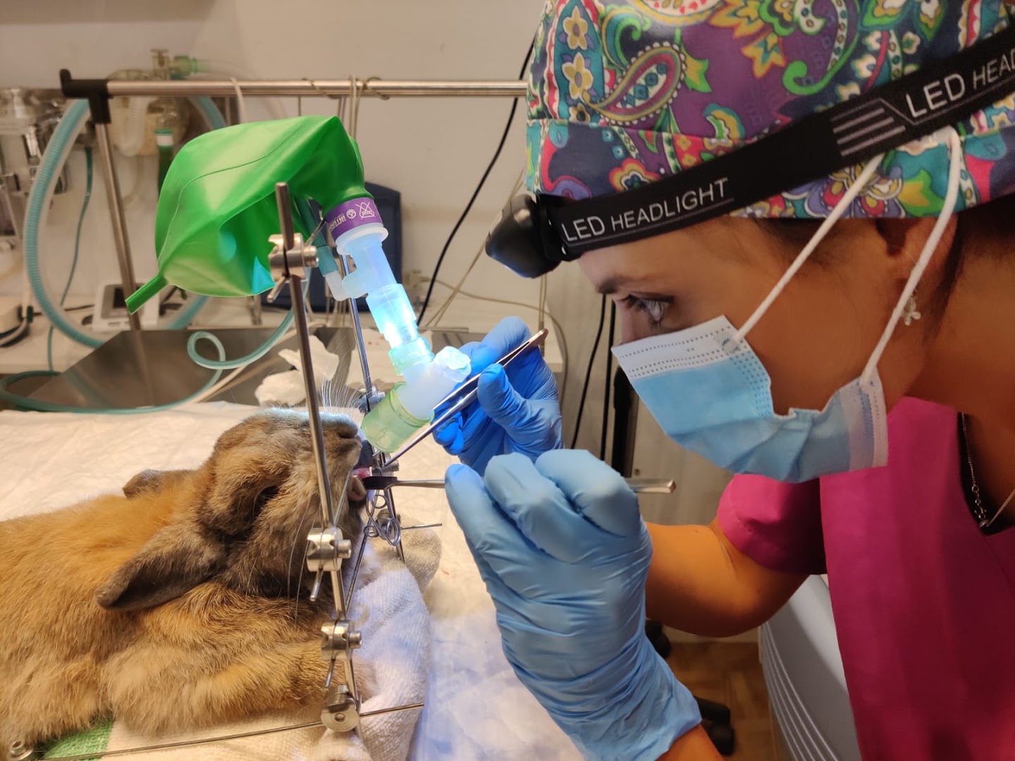 Clinica Veterinaria Oliveros (veterinario Almería) - Veterinario en Almería