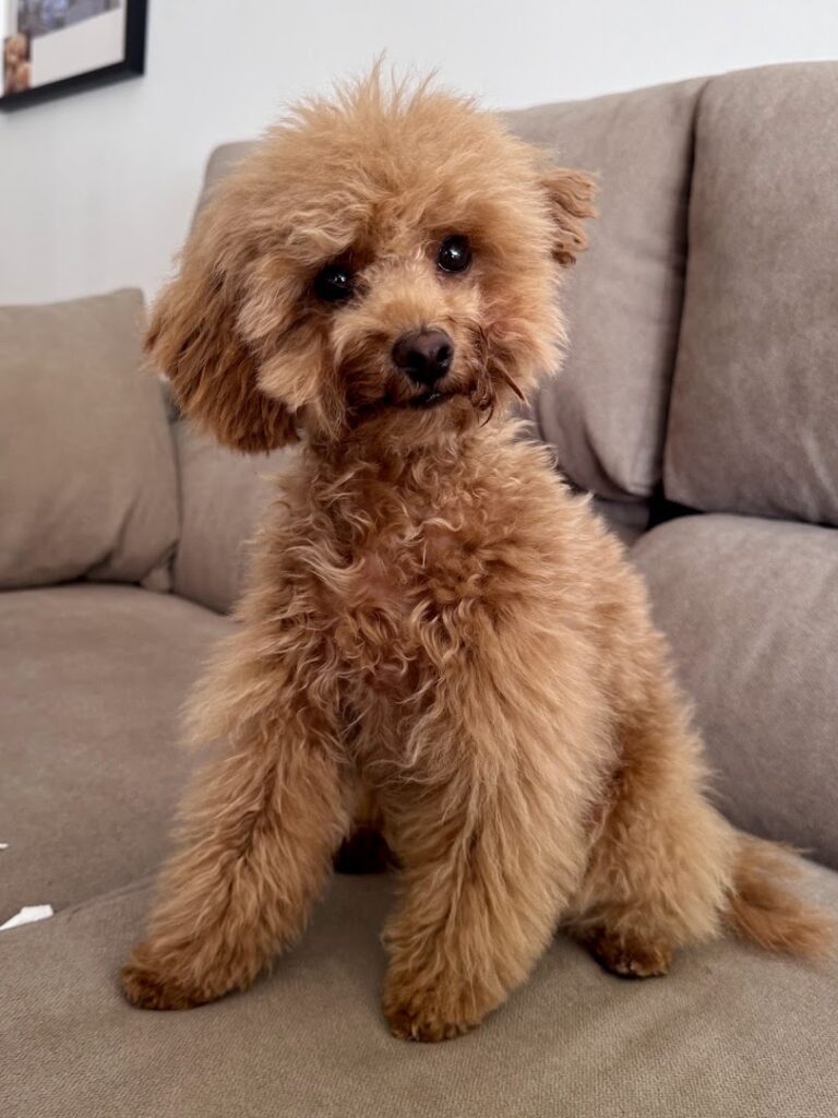 EL CANICHE AZUL (PELUQUERÍA Y ESTÉTICA CANINA) - Peluquero de mascotas en Almería
