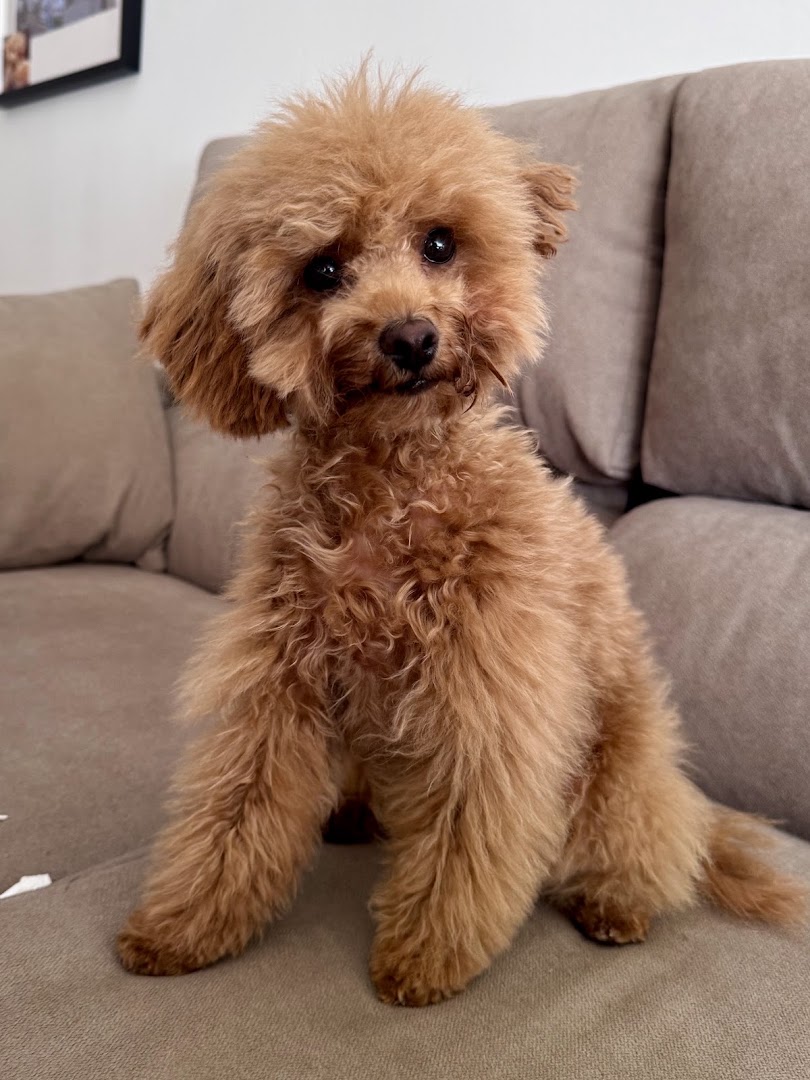EL CANICHE AZUL (PELUQUERÍA Y ESTÉTICA CANINA) - Peluquero de mascotas en Almería