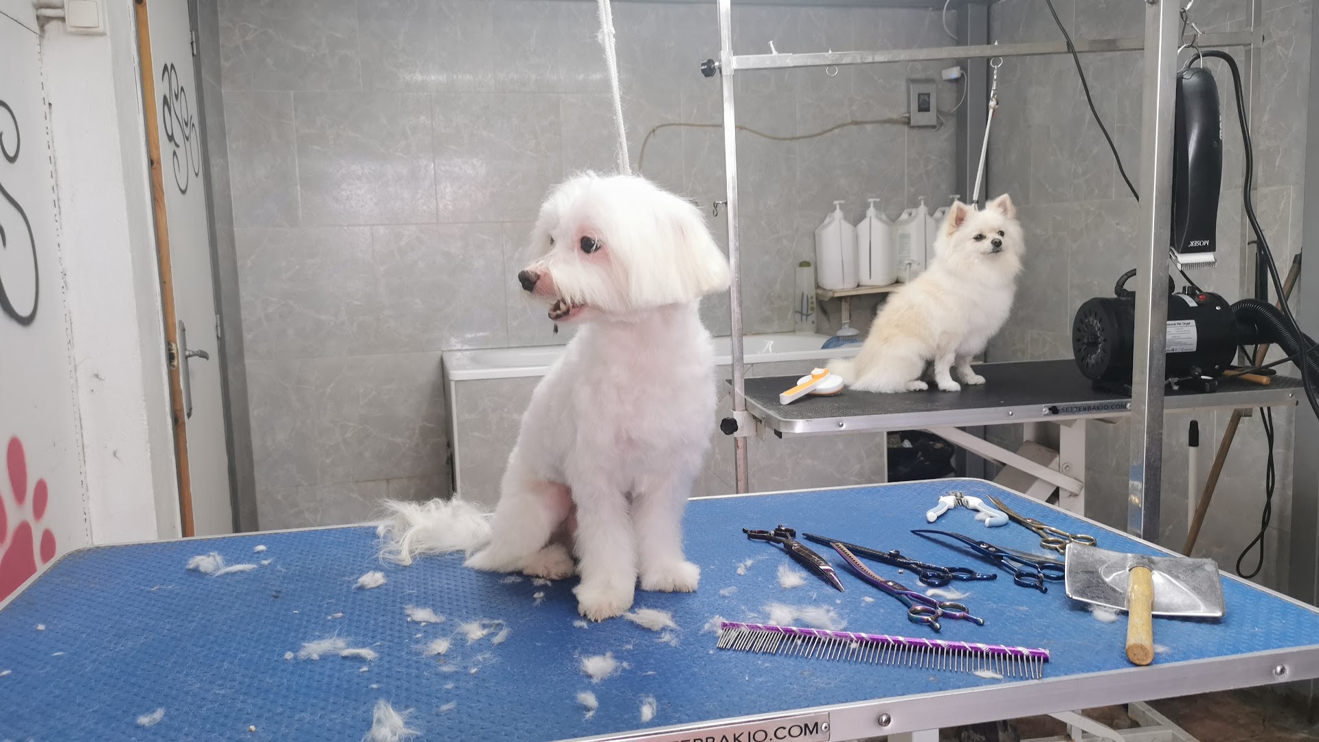 Fashion Dogs (Peluquería y estética canina) - Peluquero de mascotas en Almería