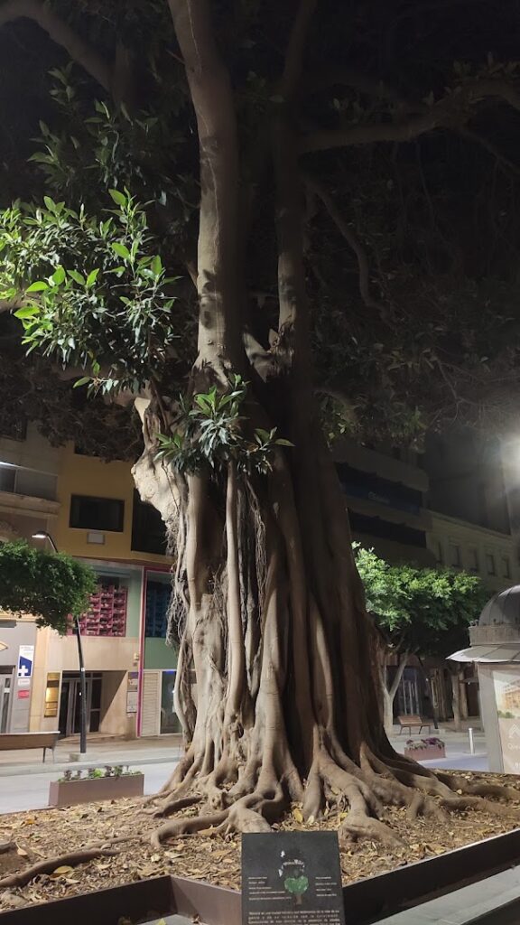 Ficus Centenario - Jardín botánico en Almería