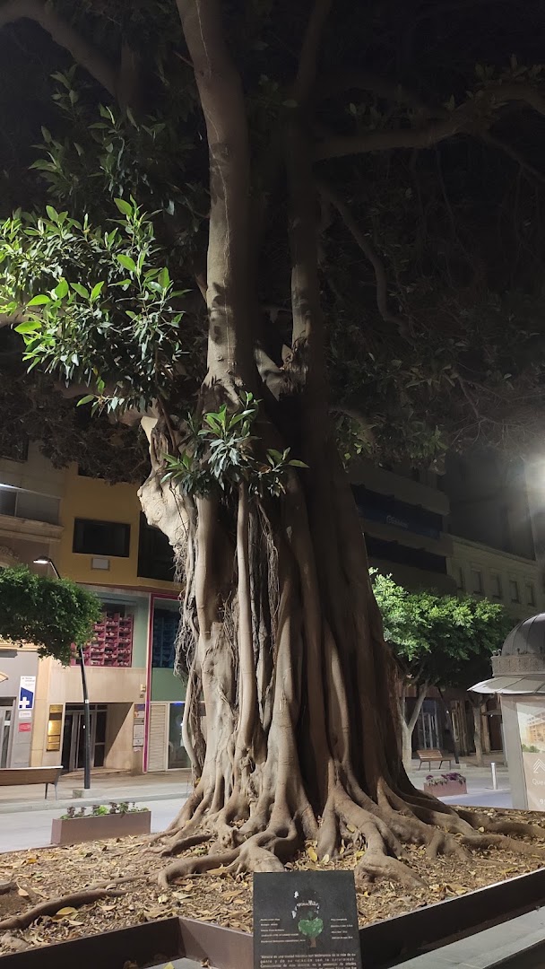 Ficus Centenario - Jardín botánico en Almería