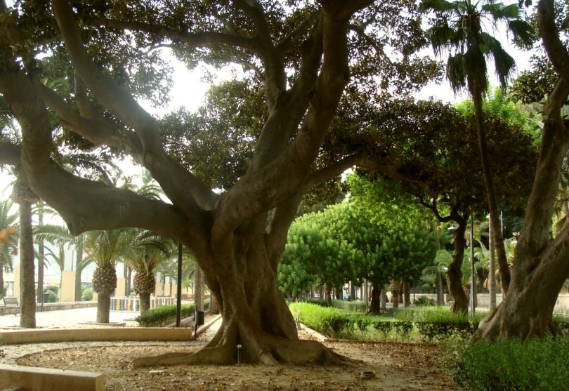 Ficus Macrophylla Centenarios - Jardín botánico en Almería