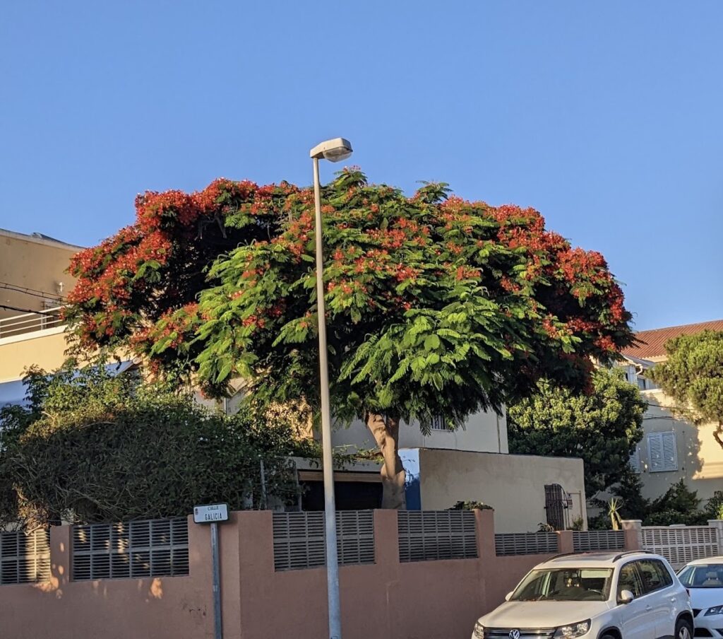 Flamboyan Rojo - Jardín en Almería