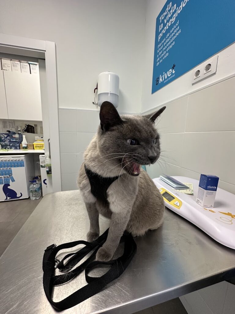 Kivet Clínicas Veterinarias - Veterinario en Almería