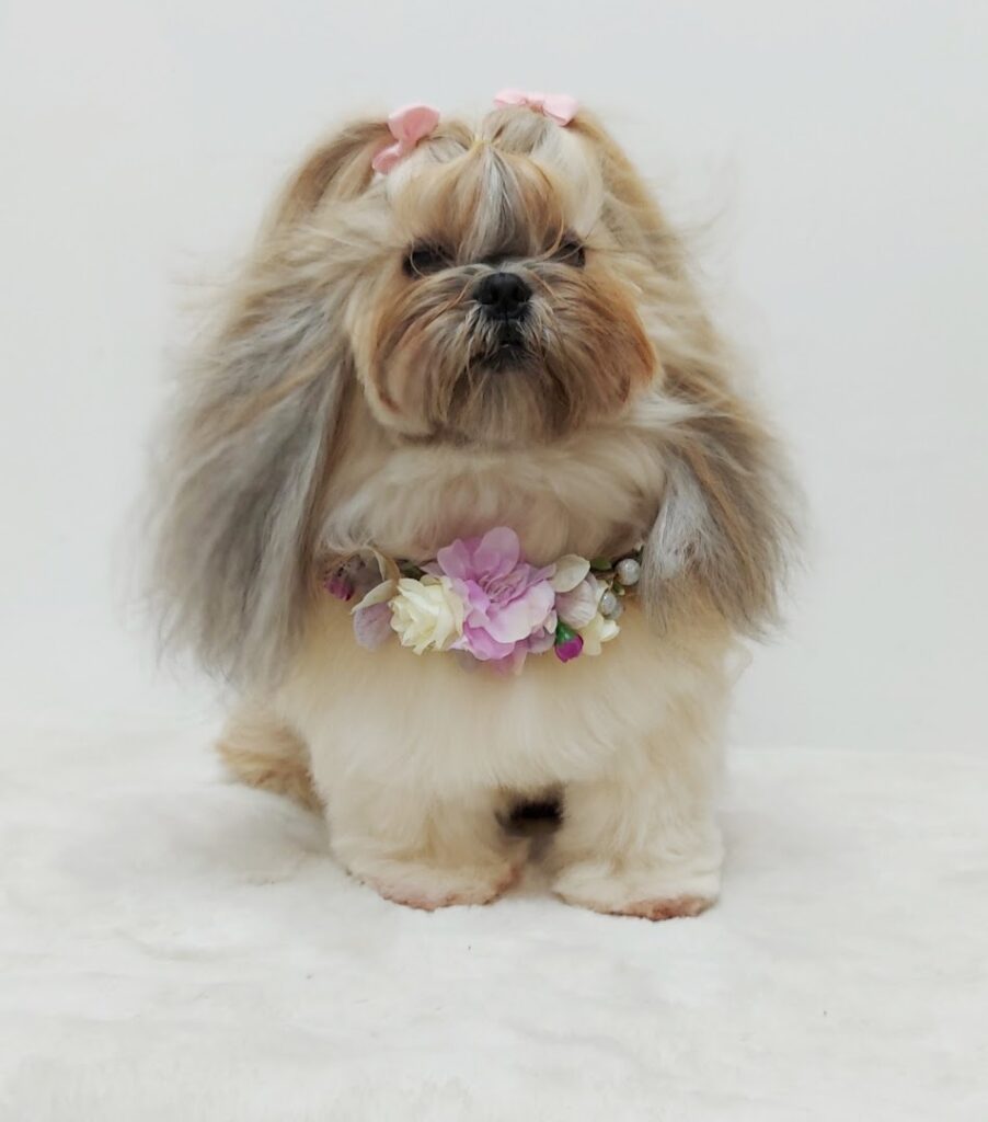 LULA Peluquería Canina - Peluquero de mascotas en Almería