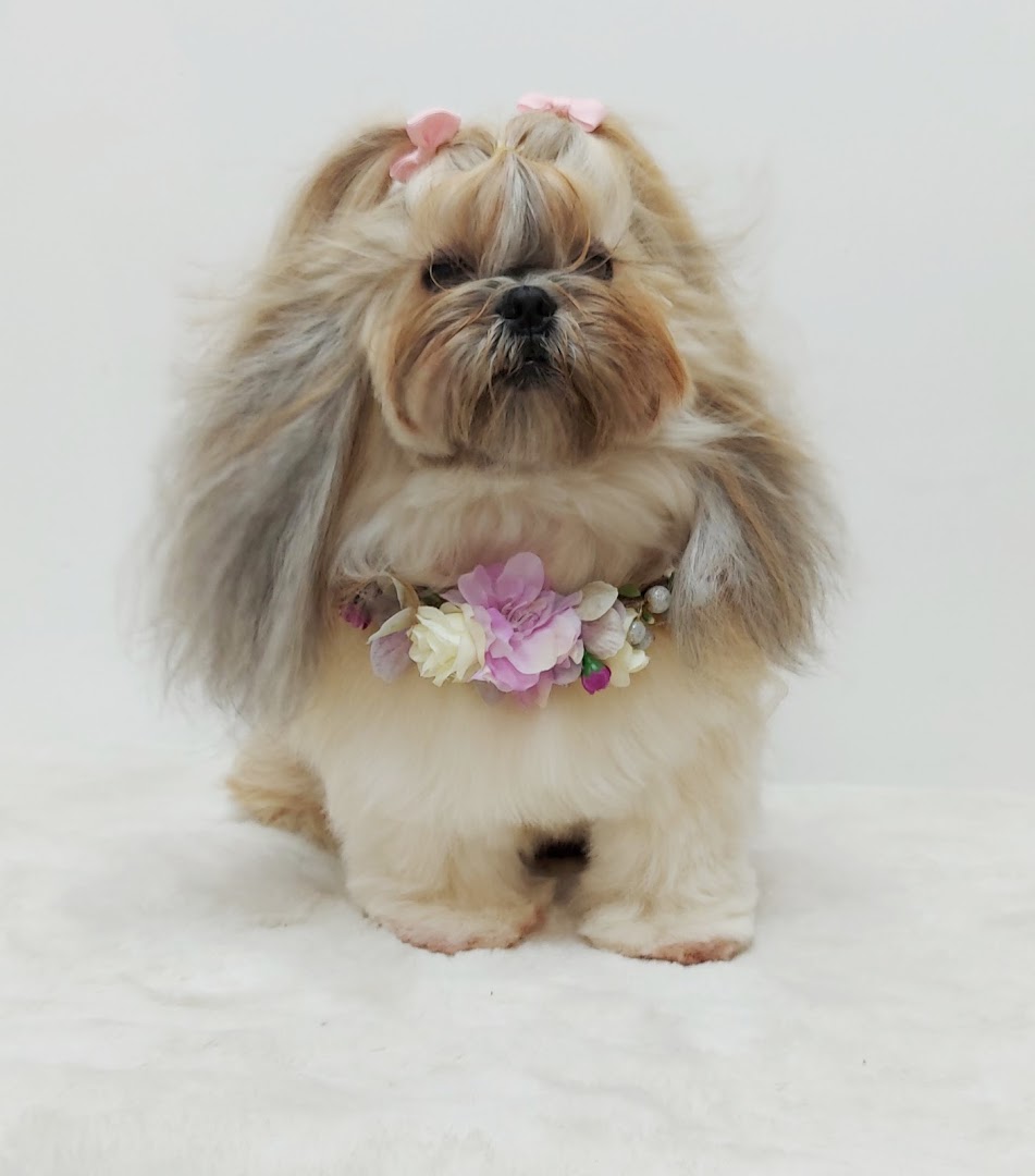 LULA Peluquería Canina - Peluquero de mascotas en Almería