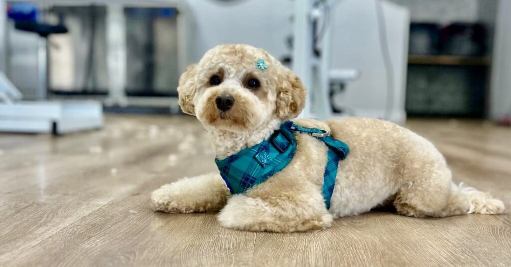 La Perruqueria de Dama - Peluquero de mascotas en Almería