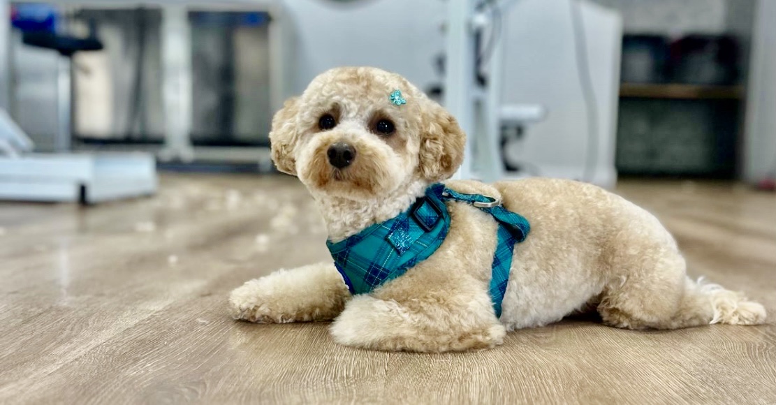 La Perruqueria de Dama - Peluquero de mascotas en Almería