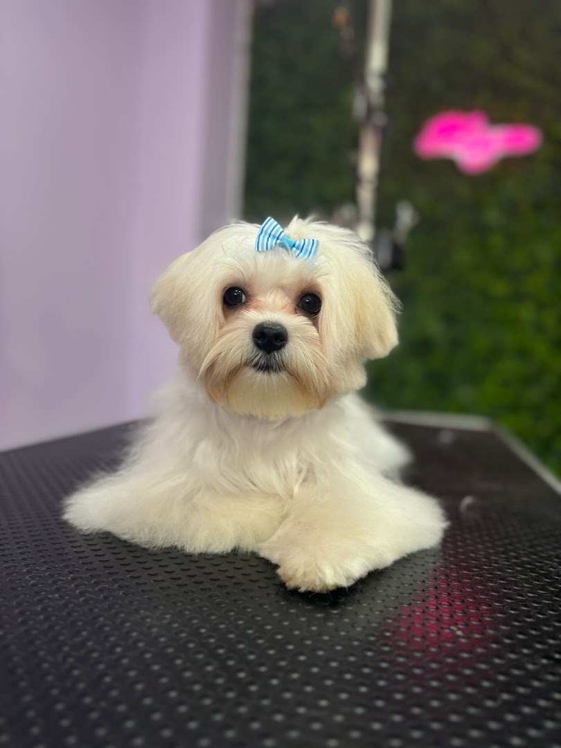 Mayzo - Peluquería Canina en Almería - Peluquero de mascotas en Almería
