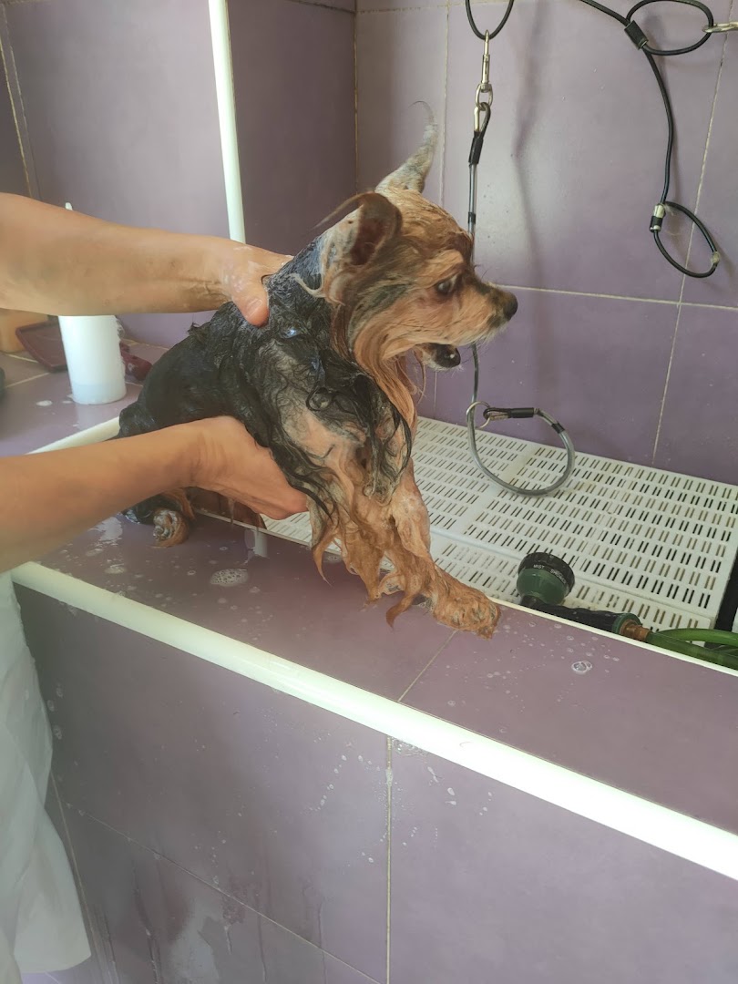 Mimacan - Peluquero de mascotas en Almería