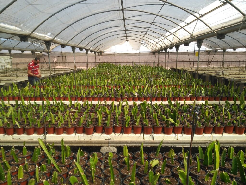 My Pitahaya - Vivero mayorista en
