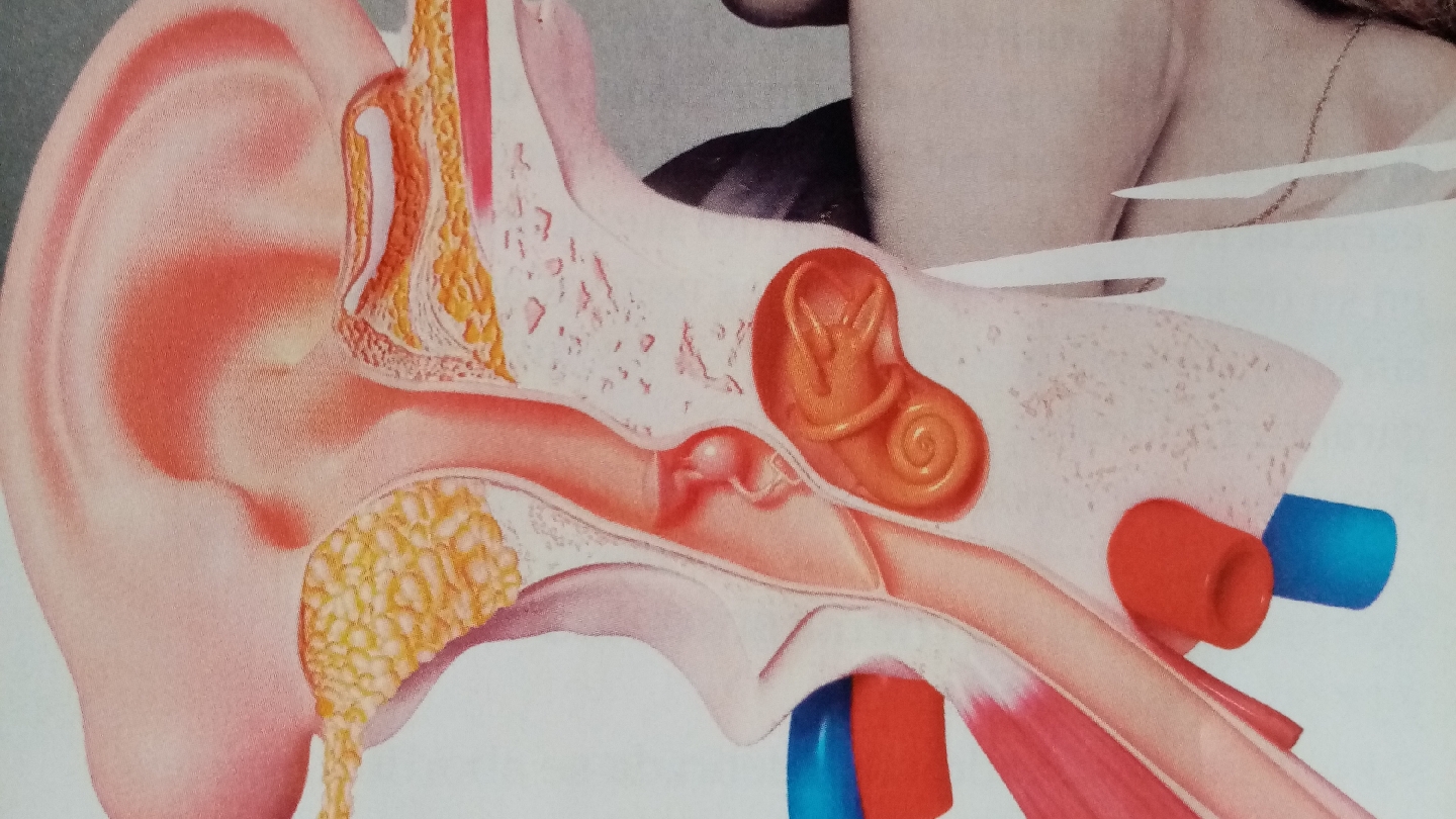 OTORRINOLARINGOLOGIA ALMERIA Dr. Pérez Rull - Unidad Médica Multidisciplinar - Otorrinolaringólogo en Almería