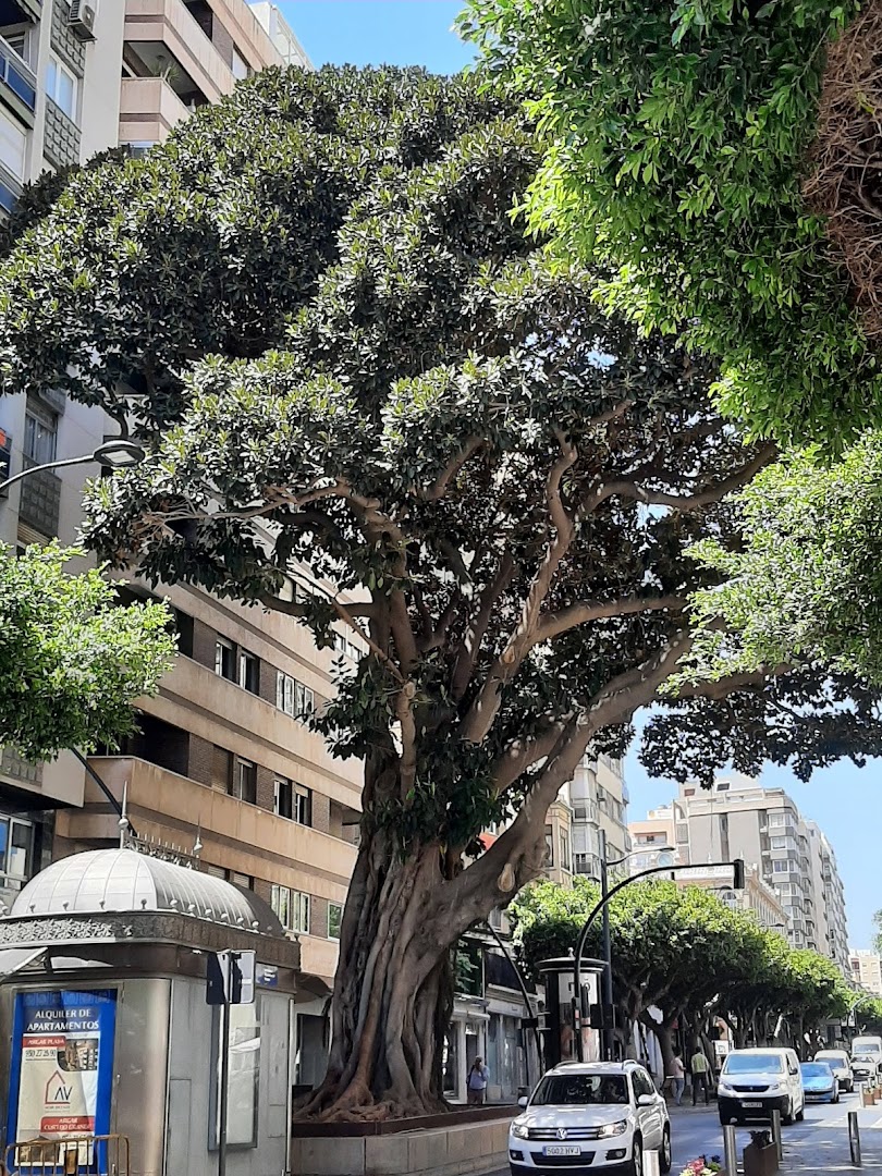Paseo de la Fama - Atracción turística en Almería