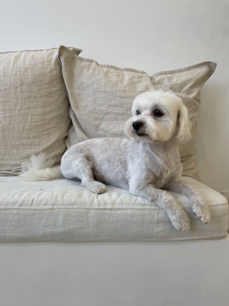 Pepita Dog Hair Salon - Peluquero de mascotas en Almería