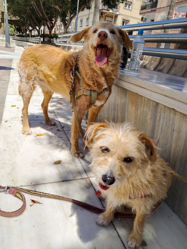 Posada Patita - Cuidador de mascotas en Almería