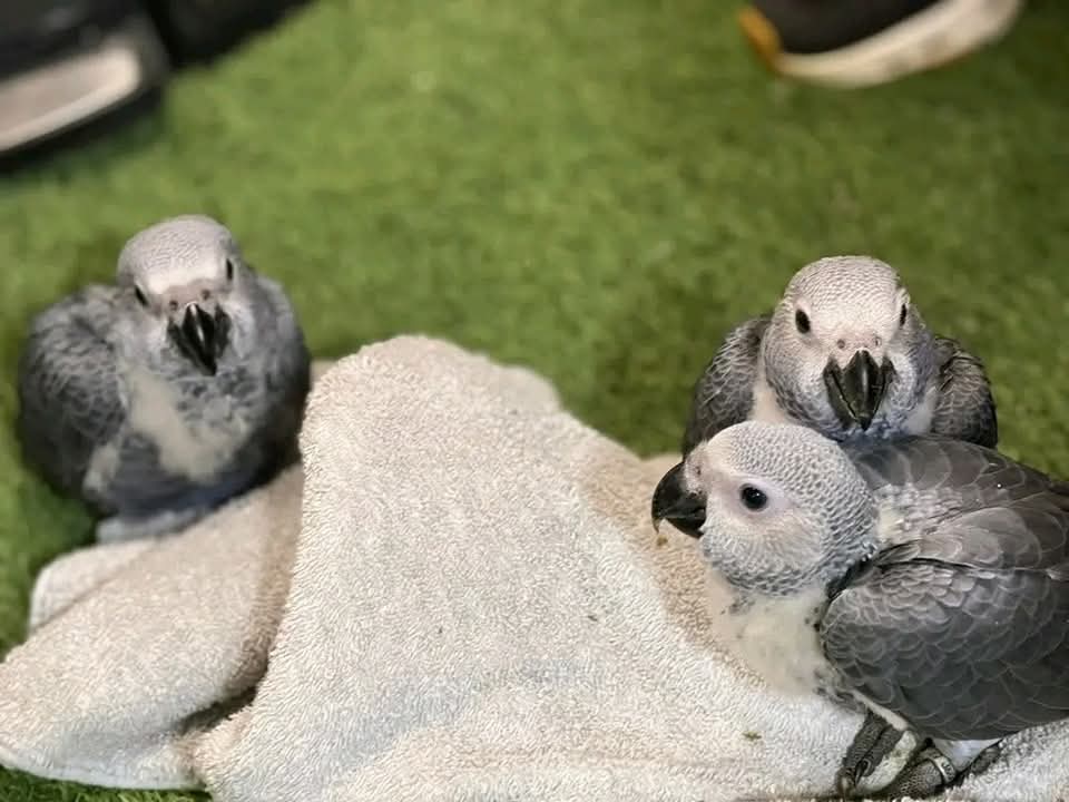 Regalo Loros grises africanos y otros loros Para Adopción/en venta - Servicio de adopción de mascotas en Almería