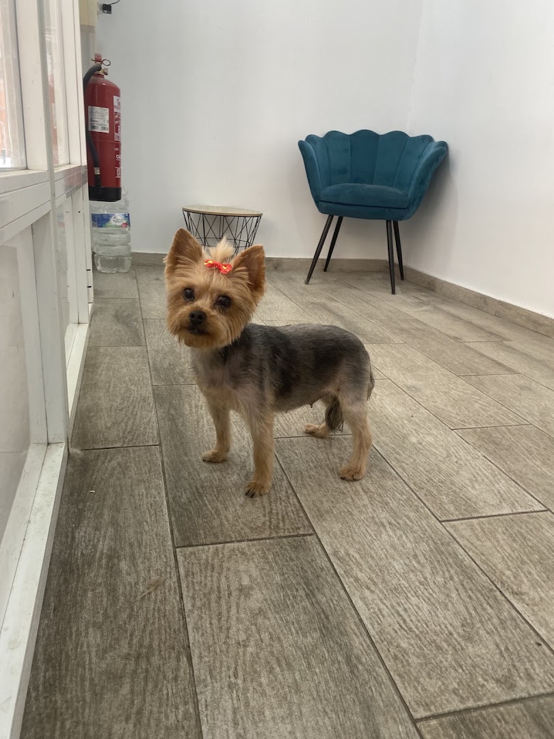 Rubican peluquería canina - Peluquero de mascotas en Almería