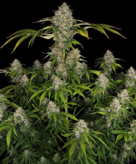 Semillas Baratas - Grow Shop en Viator