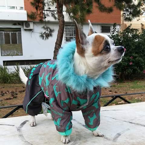 Tienda online IMPERIAL DOG BOUTIQUE ropa para perros y gatos - Tienda de productos para mascotas en Almería