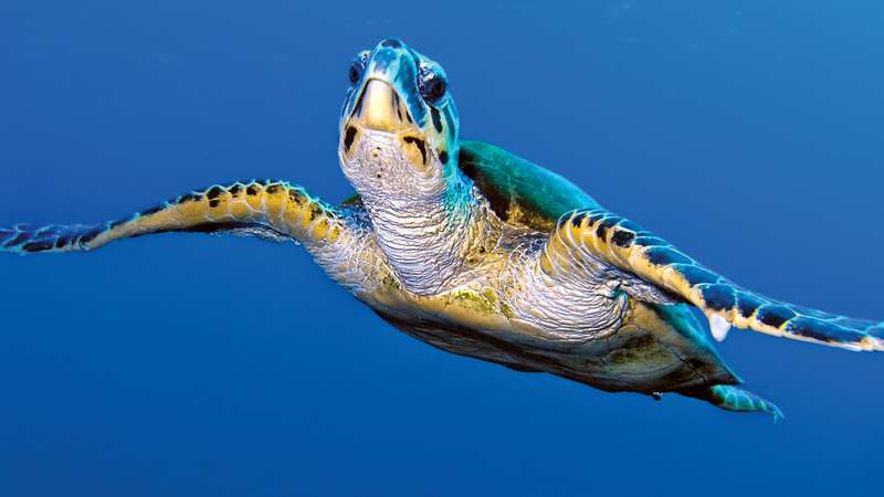 Tortugas Sulcata Almeria - Servicio de producción de vídeo en